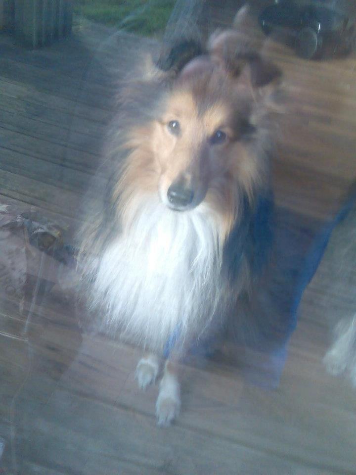 Shetland sheepdog Mickey *RIP* billede 5