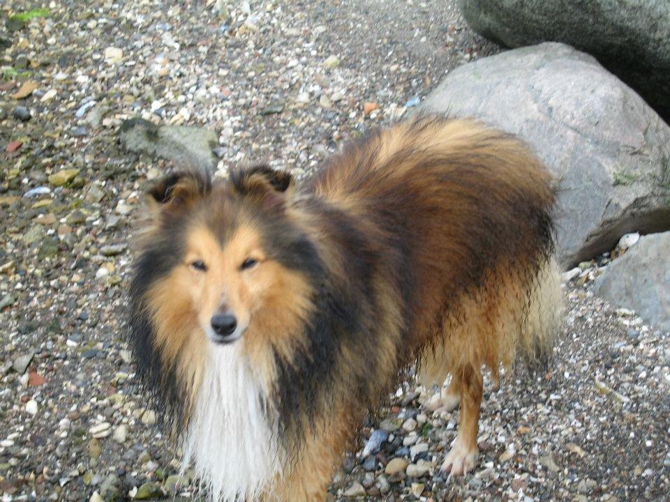 Shetland sheepdog Mickey *RIP* billede 6