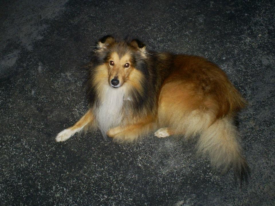Shetland sheepdog Mickey *RIP* billede 7