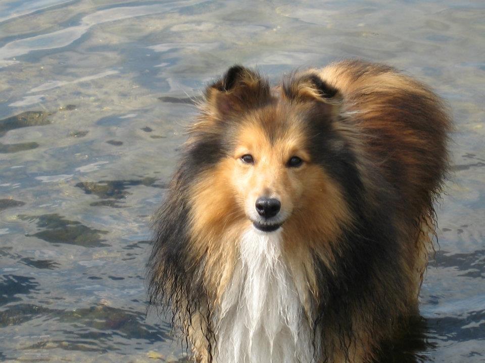 Shetland sheepdog Mickey *RIP* billede 8