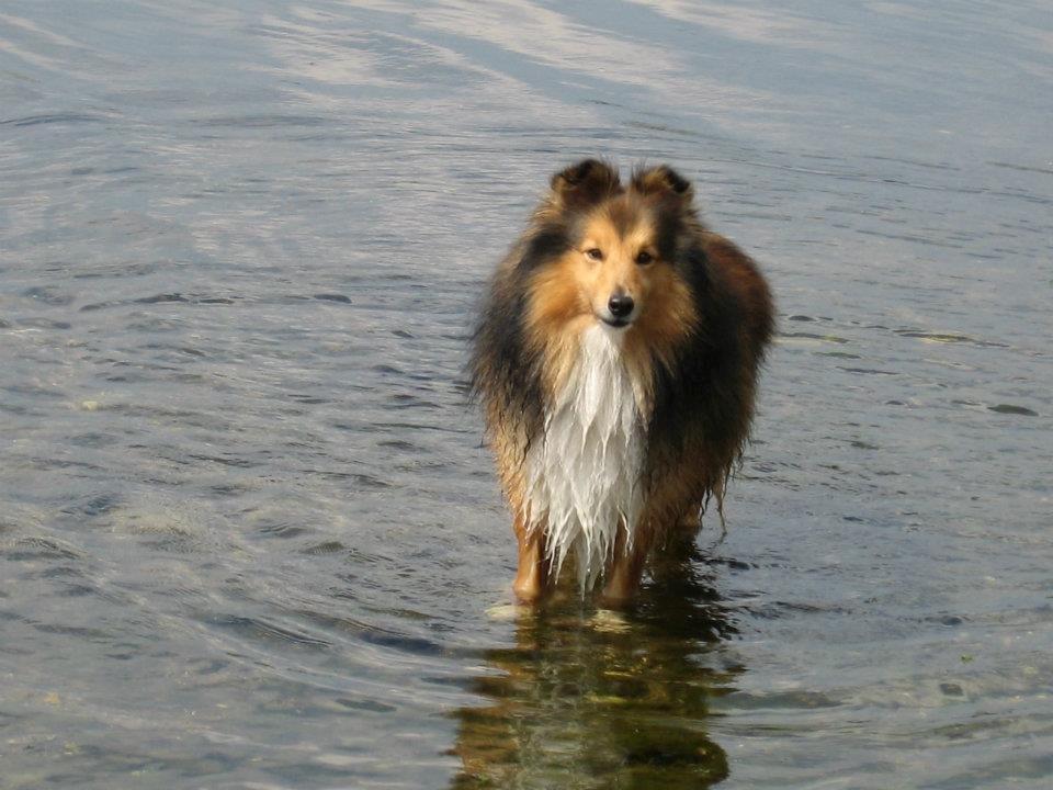 Shetland sheepdog Mickey *RIP* billede 9