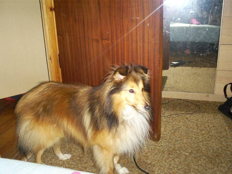 Shetland sheepdog Mickey *RIP* billede 10