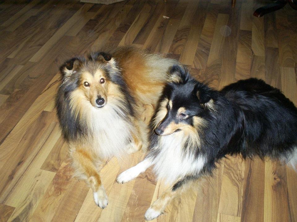 Shetland sheepdog Mickey *RIP* billede 11