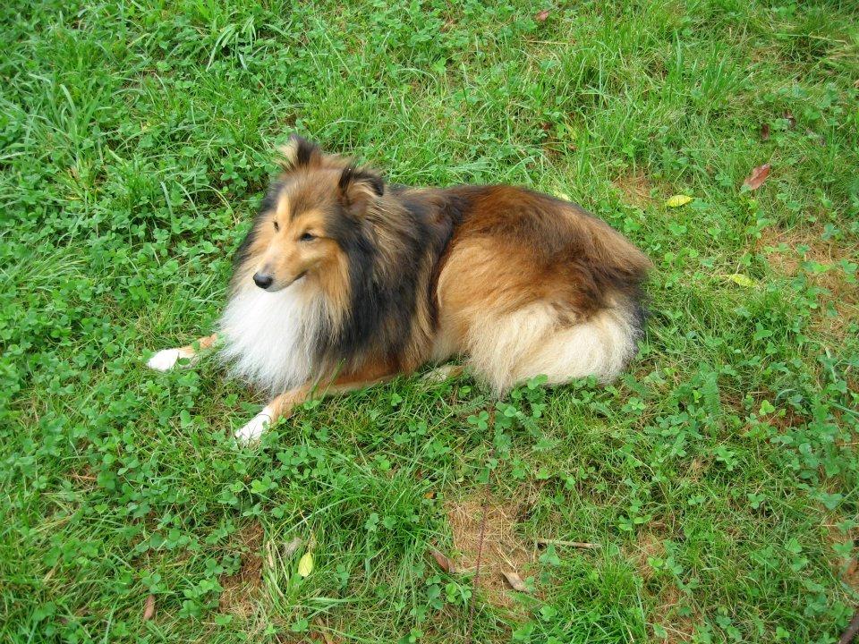 Shetland sheepdog Mickey *RIP* billede 12