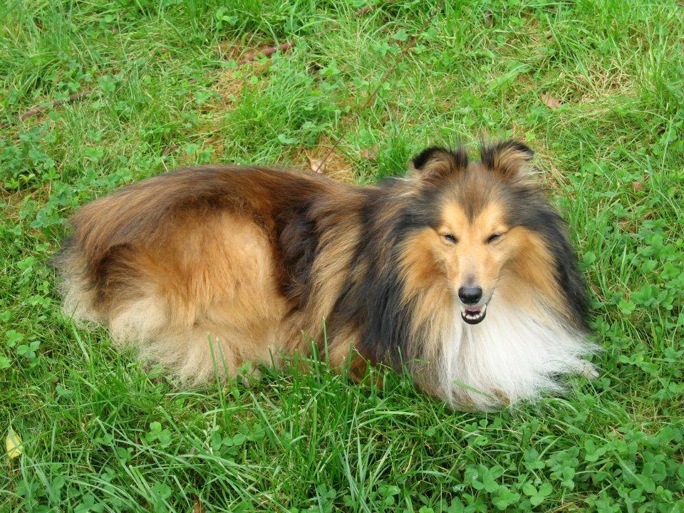 Shetland sheepdog Mickey *RIP* billede 13