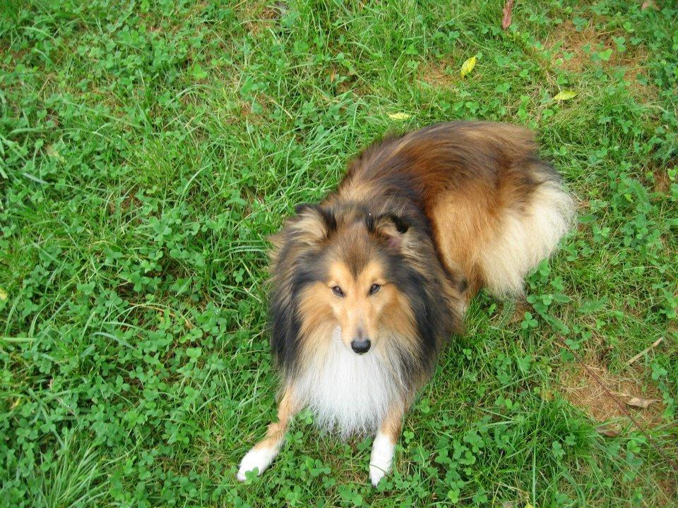 Shetland sheepdog Mickey *RIP* billede 14