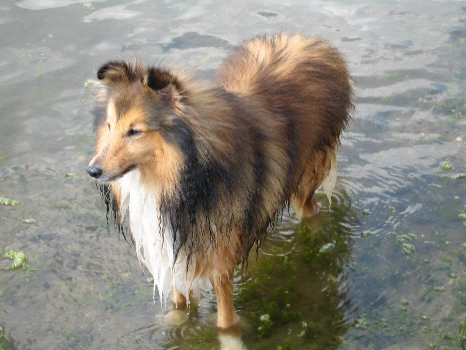 Shetland sheepdog Mickey *RIP* billede 15
