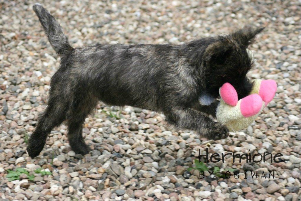 Cairn terrier Coco Kenobi Duquette - Coco da hun var en lille hvalp :) billede 1