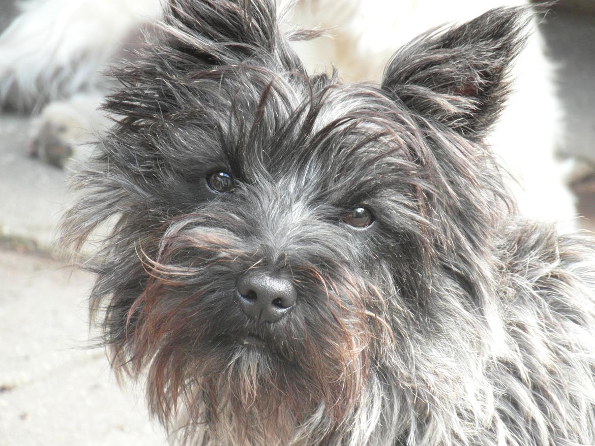 Cairn terrier Coco Kenobi Duquette billede 2