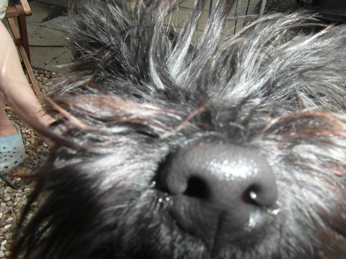 Cairn terrier Coco Kenobi Duquette billede 3