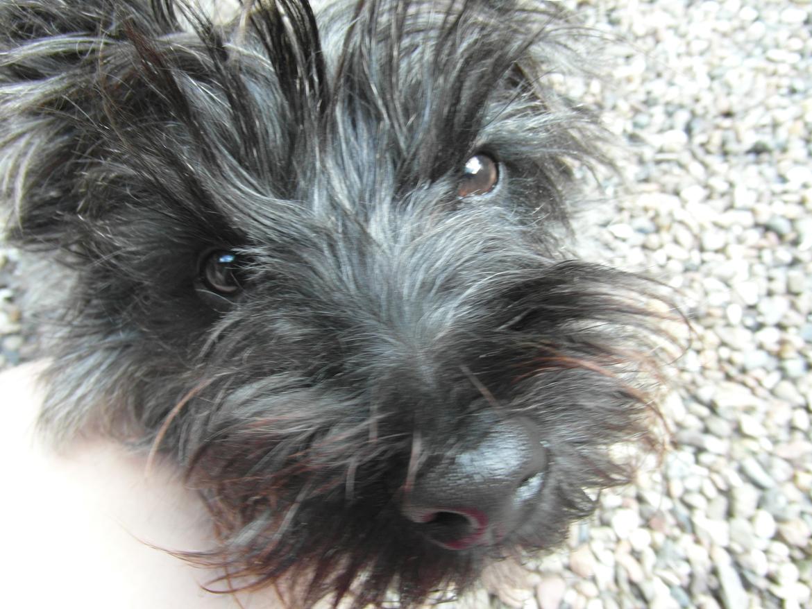 Cairn terrier Coco Kenobi Duquette billede 4