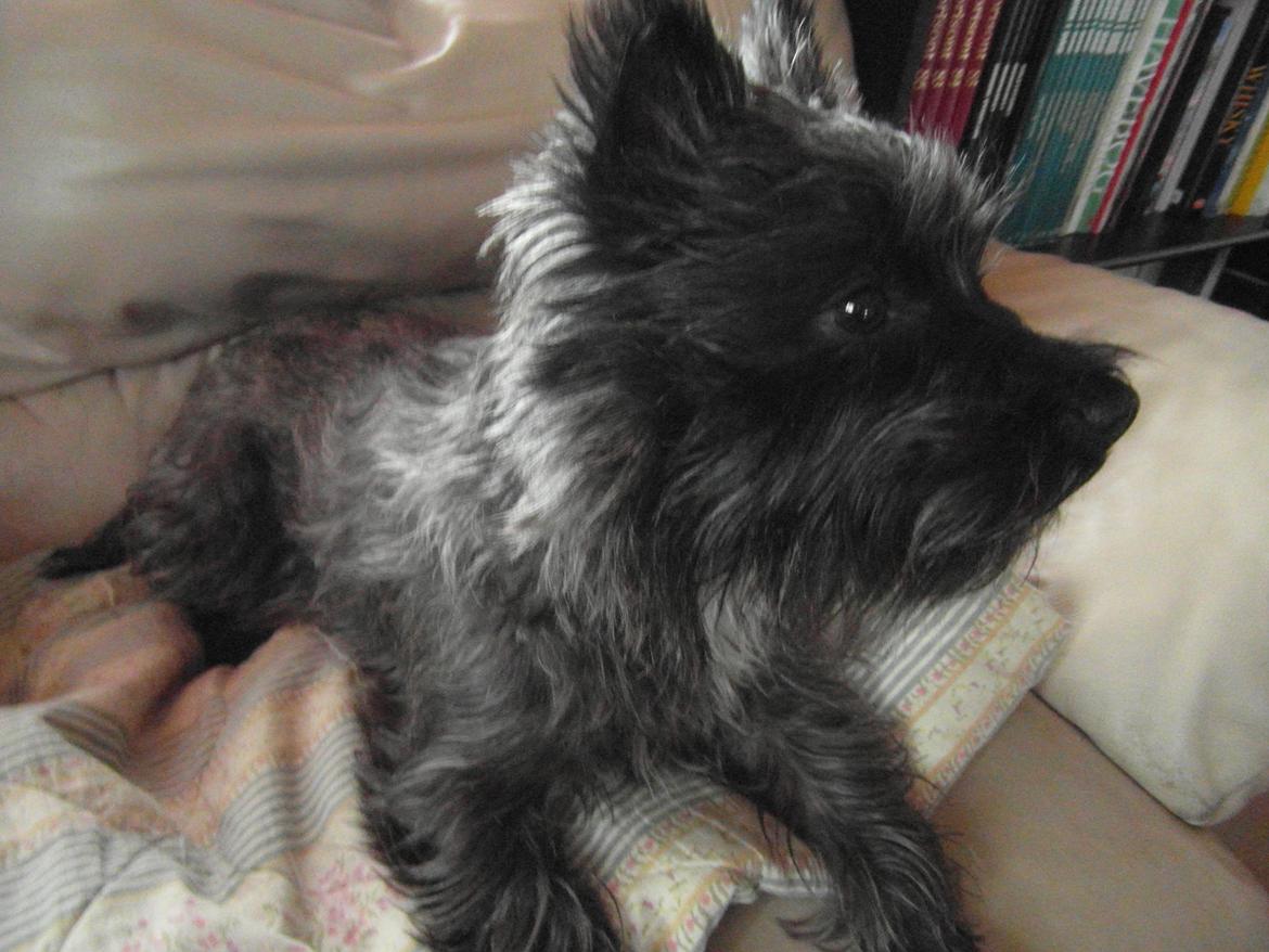Cairn terrier Coco Kenobi Duquette billede 5
