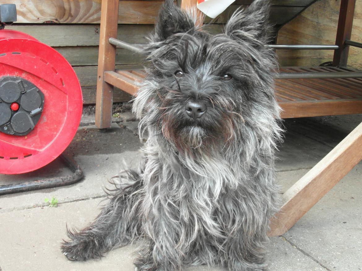 Cairn terrier Coco Kenobi Duquette billede 6