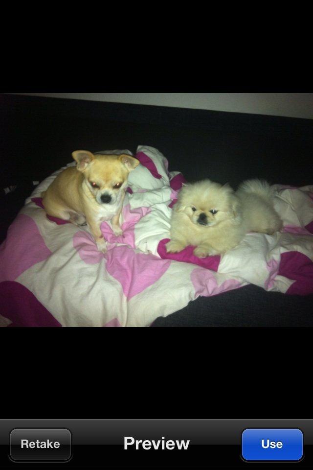 Pekingeser Django billede 1
