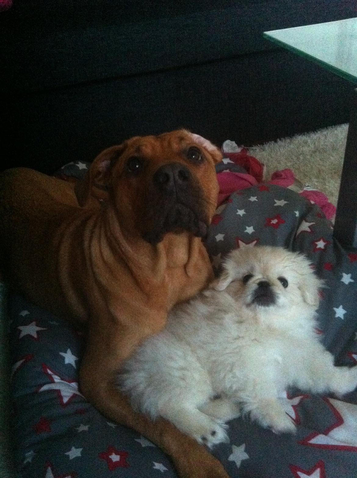Pekingeser Django billede 3