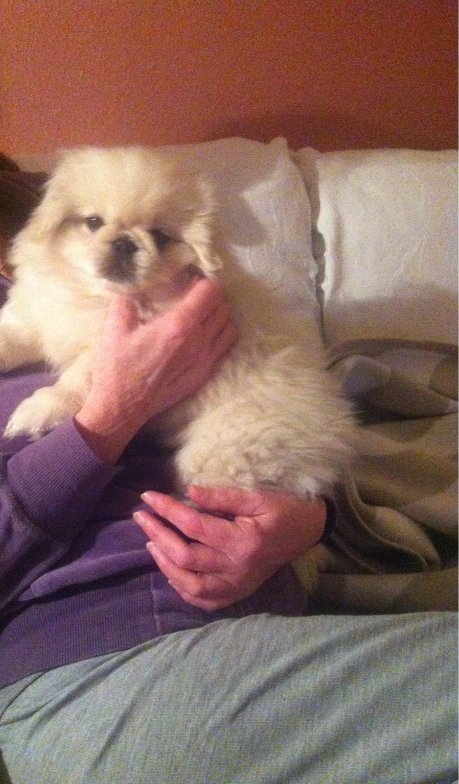 Pekingeser Django billede 4
