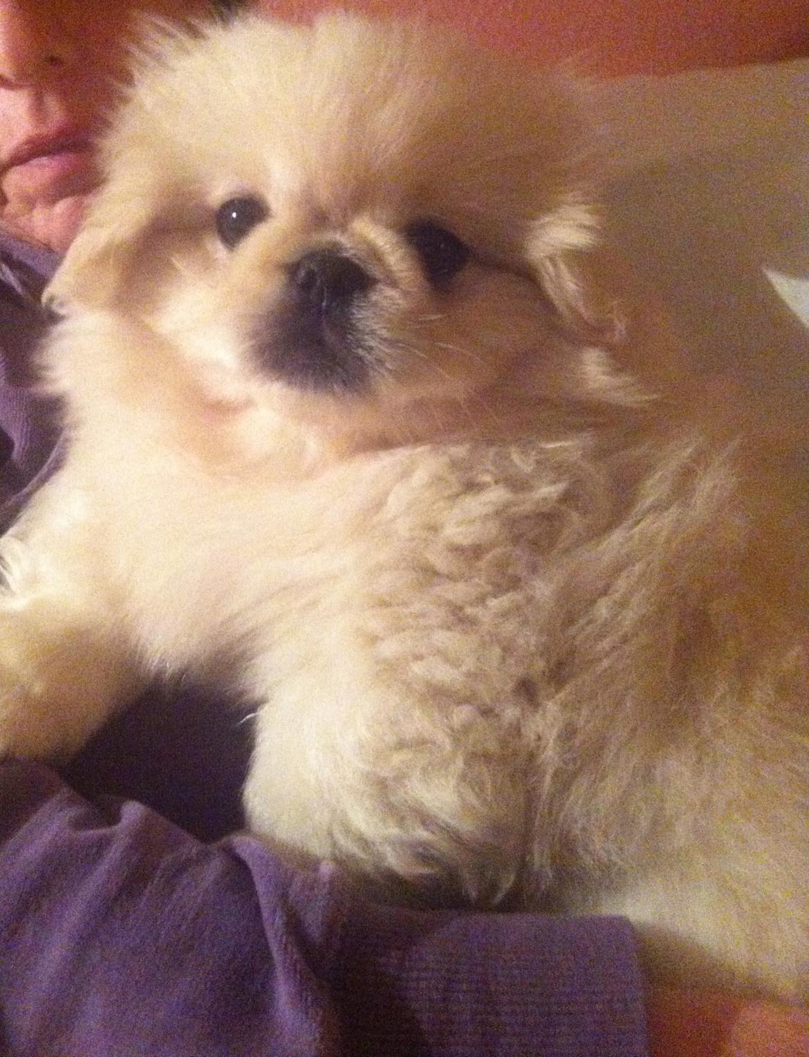Pekingeser Django billede 5