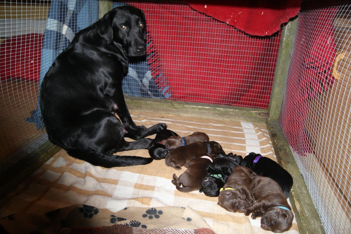 Labrador retriever SALLY billede 13