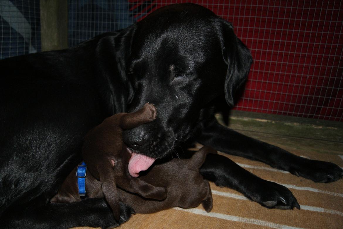 Labrador retriever SALLY billede 14
