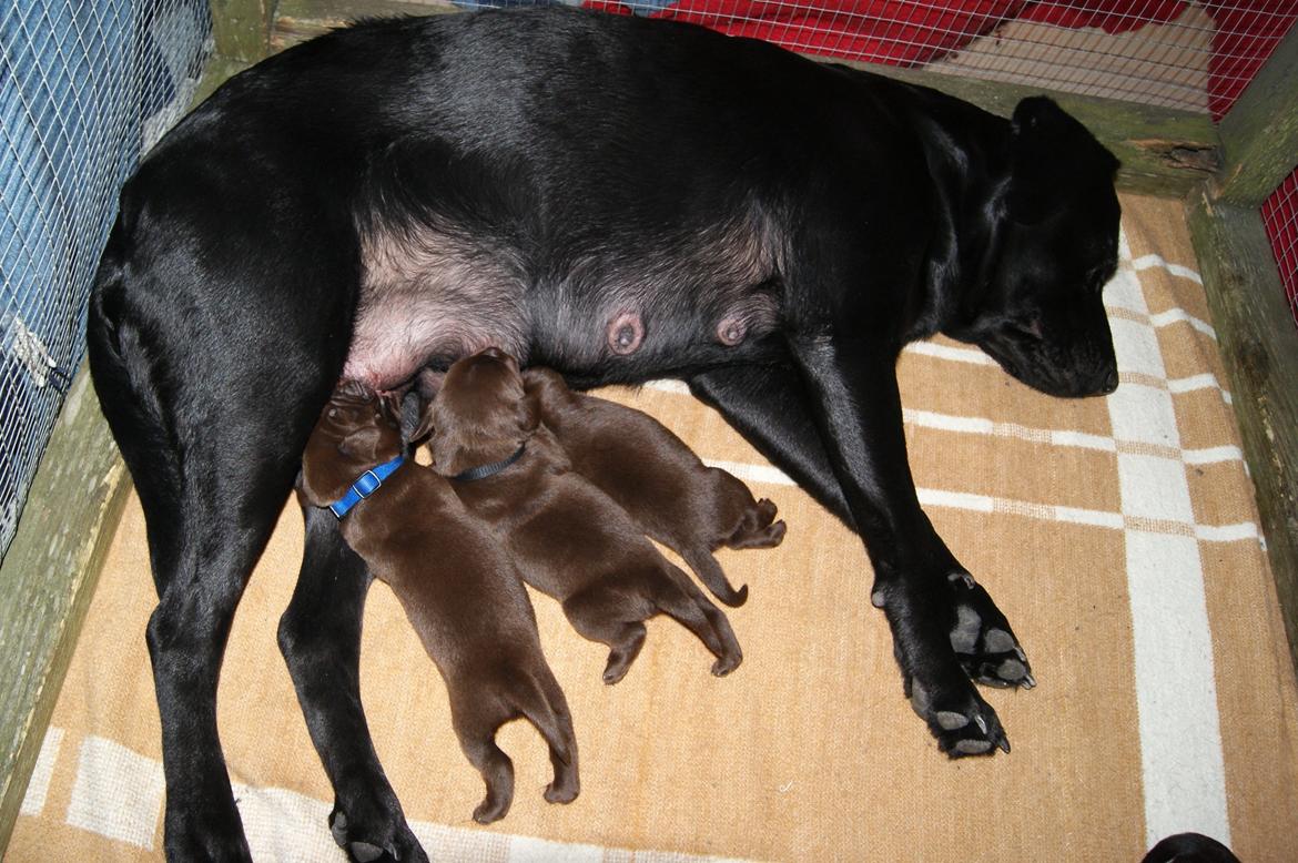 Labrador retriever SALLY billede 15