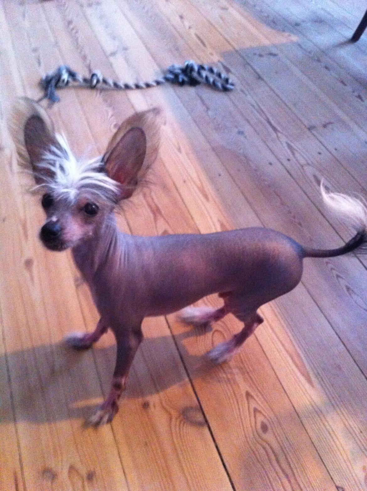 Chinese crested hårløs Manfred - En glad lille kineserhund der er klar til leg og spillopper.. billede 5