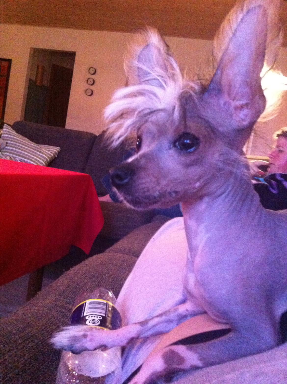 Chinese crested hårløs Manfred - Manfred som nyklippet på snuden!!  billede 12