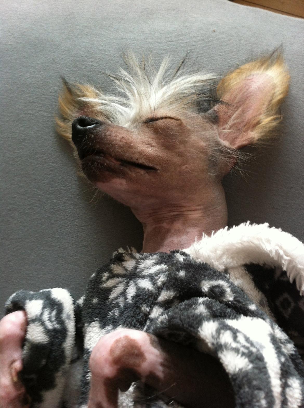 Chinese crested hårløs Manfred billede 13