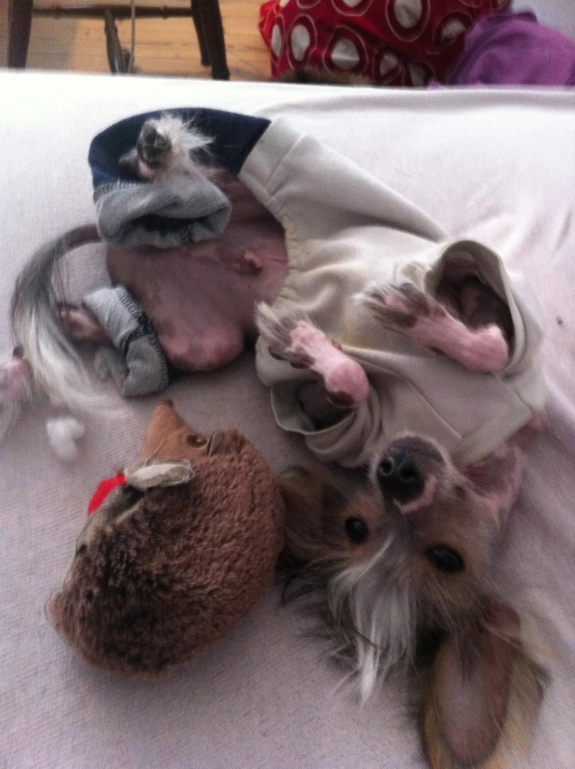 Chinese crested hårløs Manfred billede 14