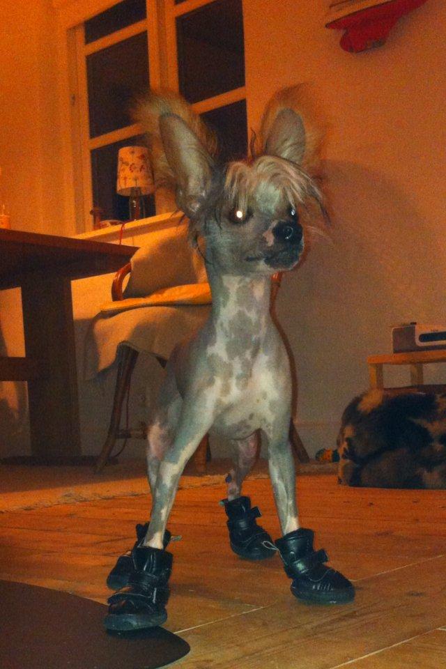 Chinese crested hårløs Manfred - Smart med sine nye sko! dog er de lidt for store.. billede 15