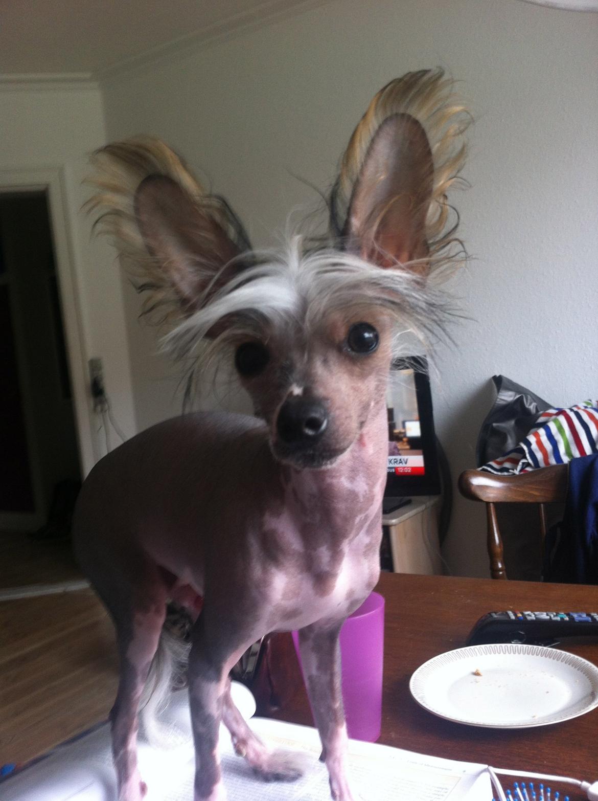Chinese crested hårløs Manfred - Velkommen til lille Manfreds profil :) billede 3