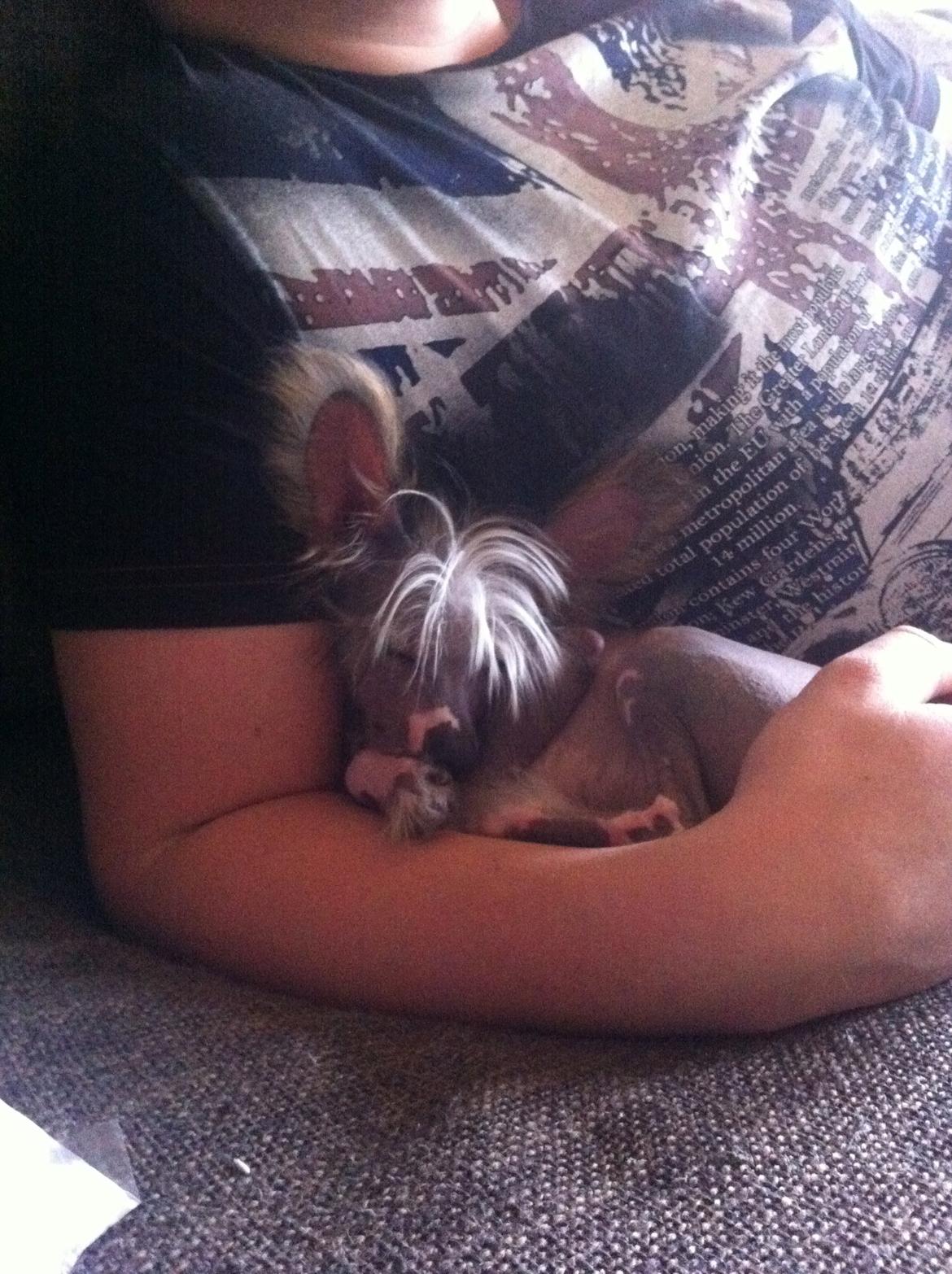 Chinese crested hårløs Manfred billede 16