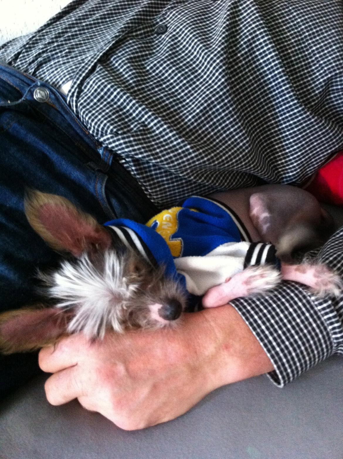 Chinese crested hårløs Manfred - putter lige i min fars arm :) billede 8