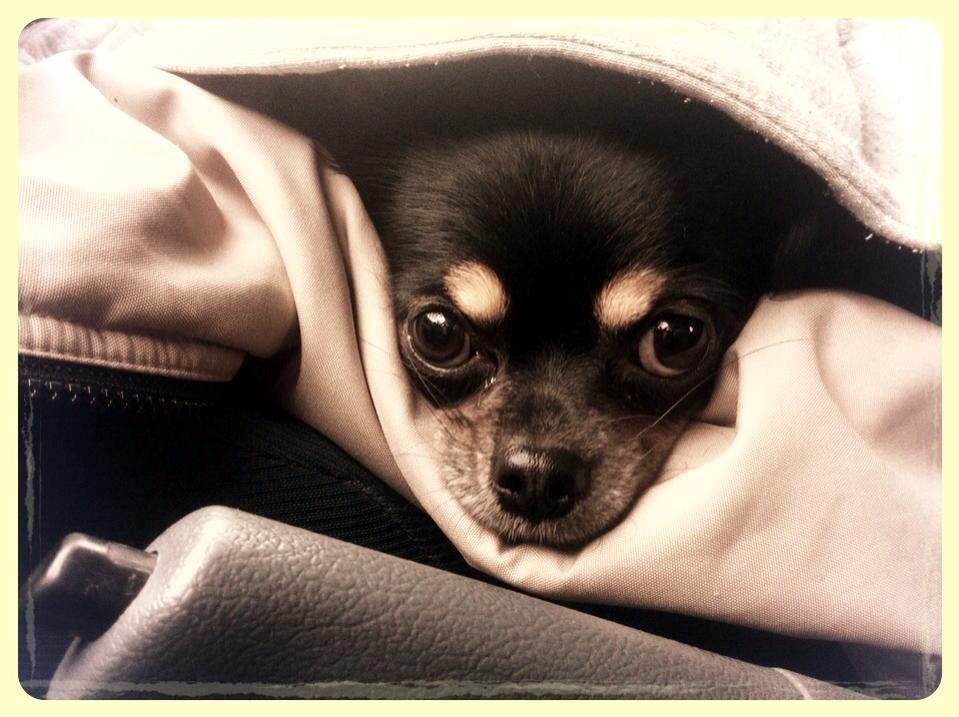 Chihuahua ' Champ - Hæhæ.. Ja det er hygge det der ;)  billede 17