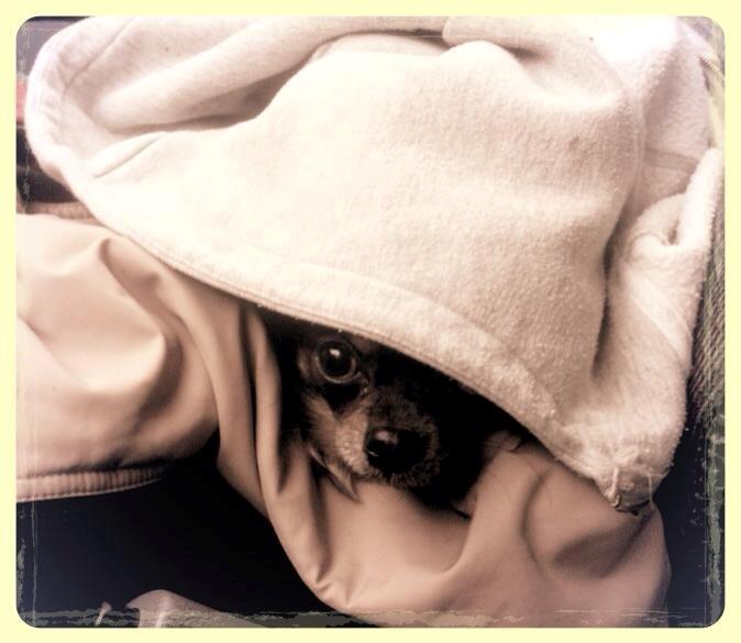 Chihuahua ' Champ - "Jeg fryser nu lidt" billede 18