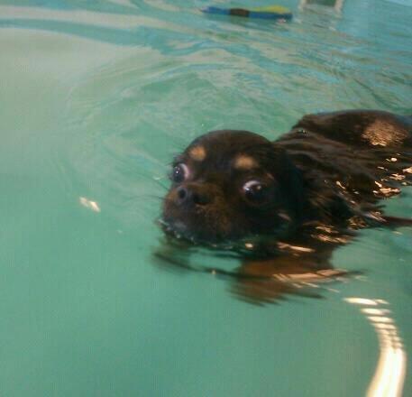 Chihuahua ' Champ - Vandhund? Nej ! billede 19