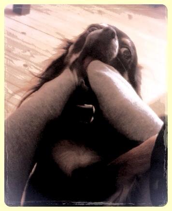 Chihuahua ' Champ - Champ ELSKER fødder! ;) billede 20