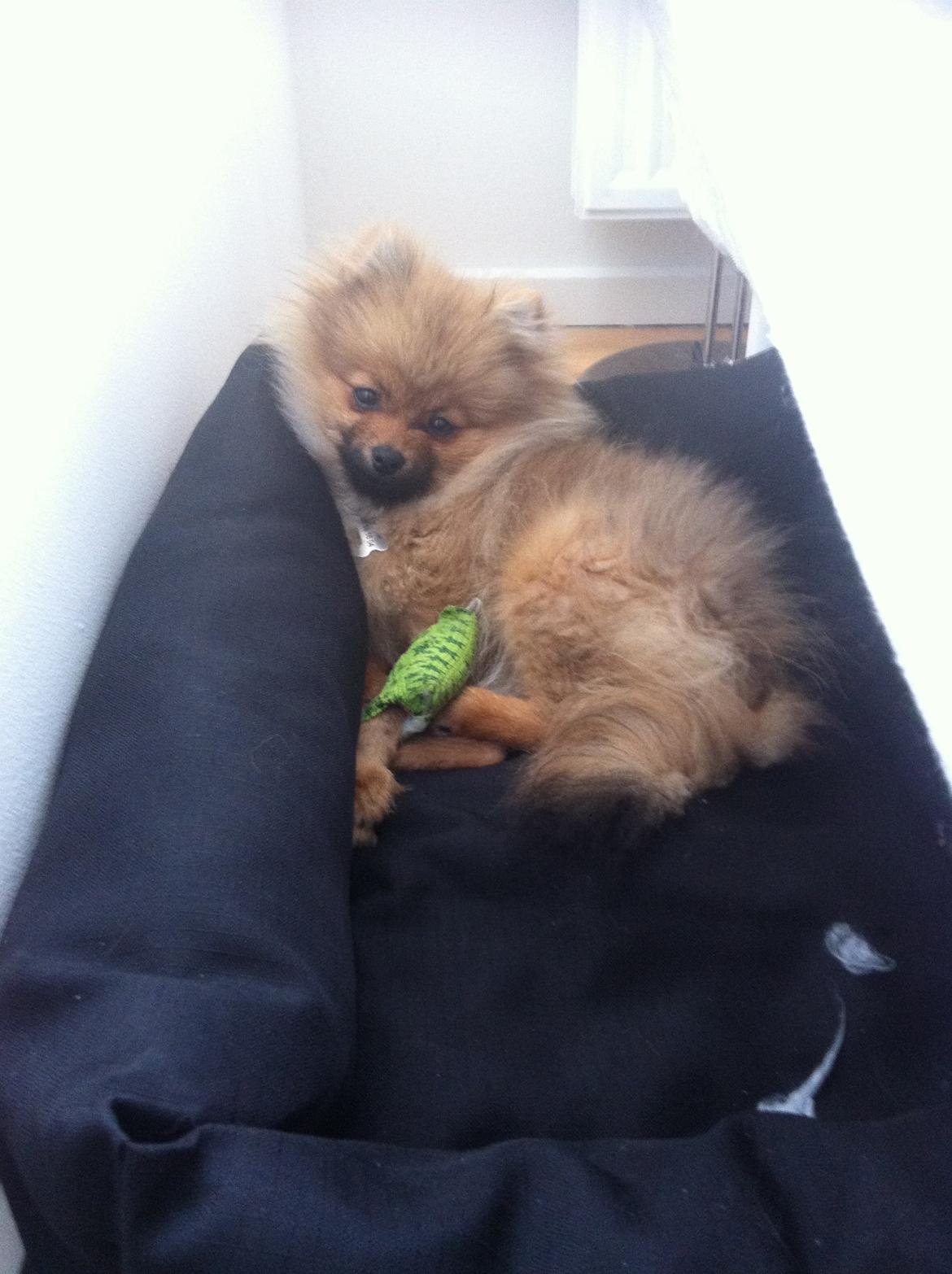 Pomeranian Anes Emil-Balou - Ligger sit favorit sted! Kurven op af min seng, hvor han sover trygt ved mig hver nat :-) 21 uger gammel. billede 7