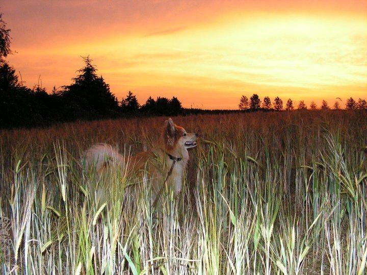 Islandsk fårehund Baldur billede 11