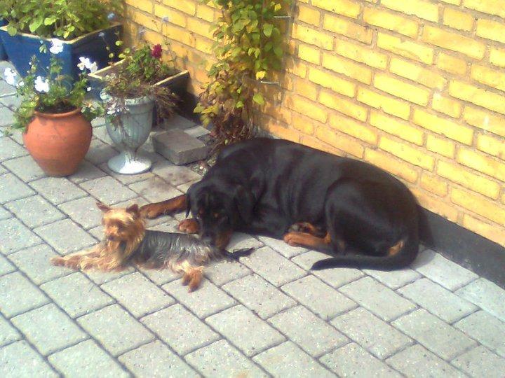 Rottweiler Bella <3 billede 4