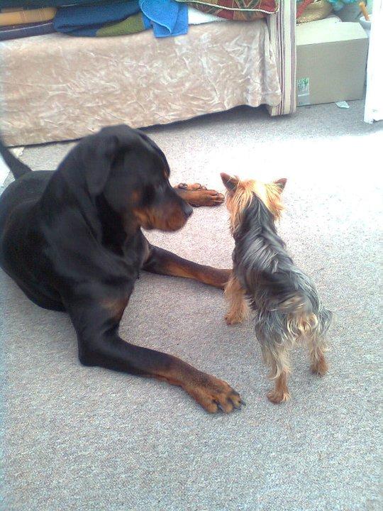 Rottweiler Bella <3 billede 5