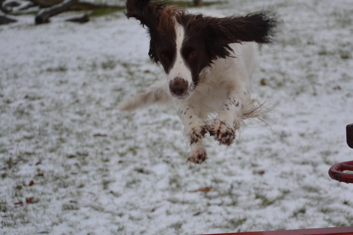 Engelsk springer spaniel Troja billede 3