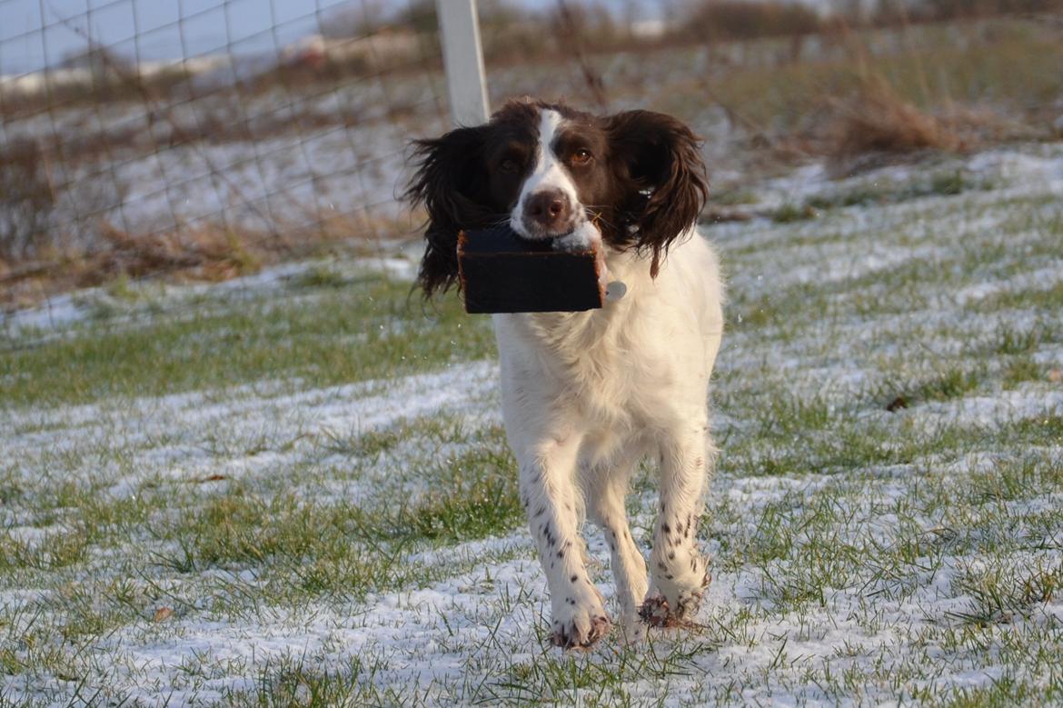 Engelsk springer spaniel Troja billede 18
