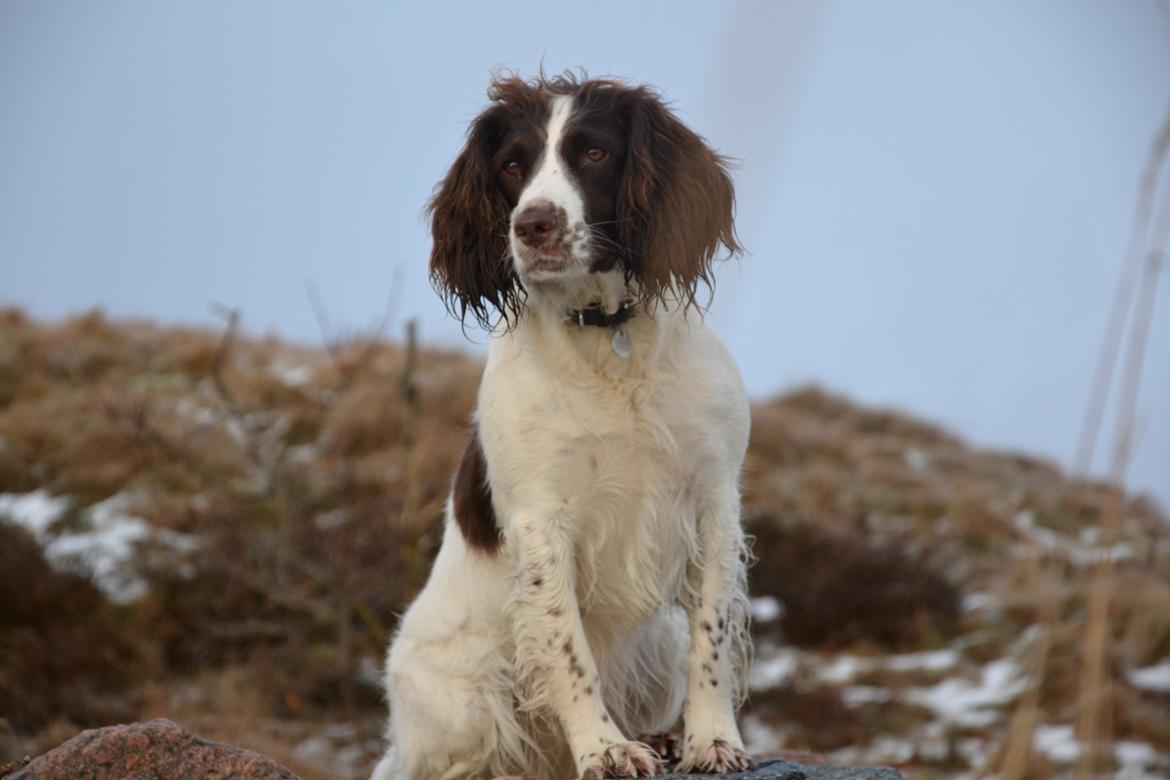 Engelsk springer spaniel Troja billede 9