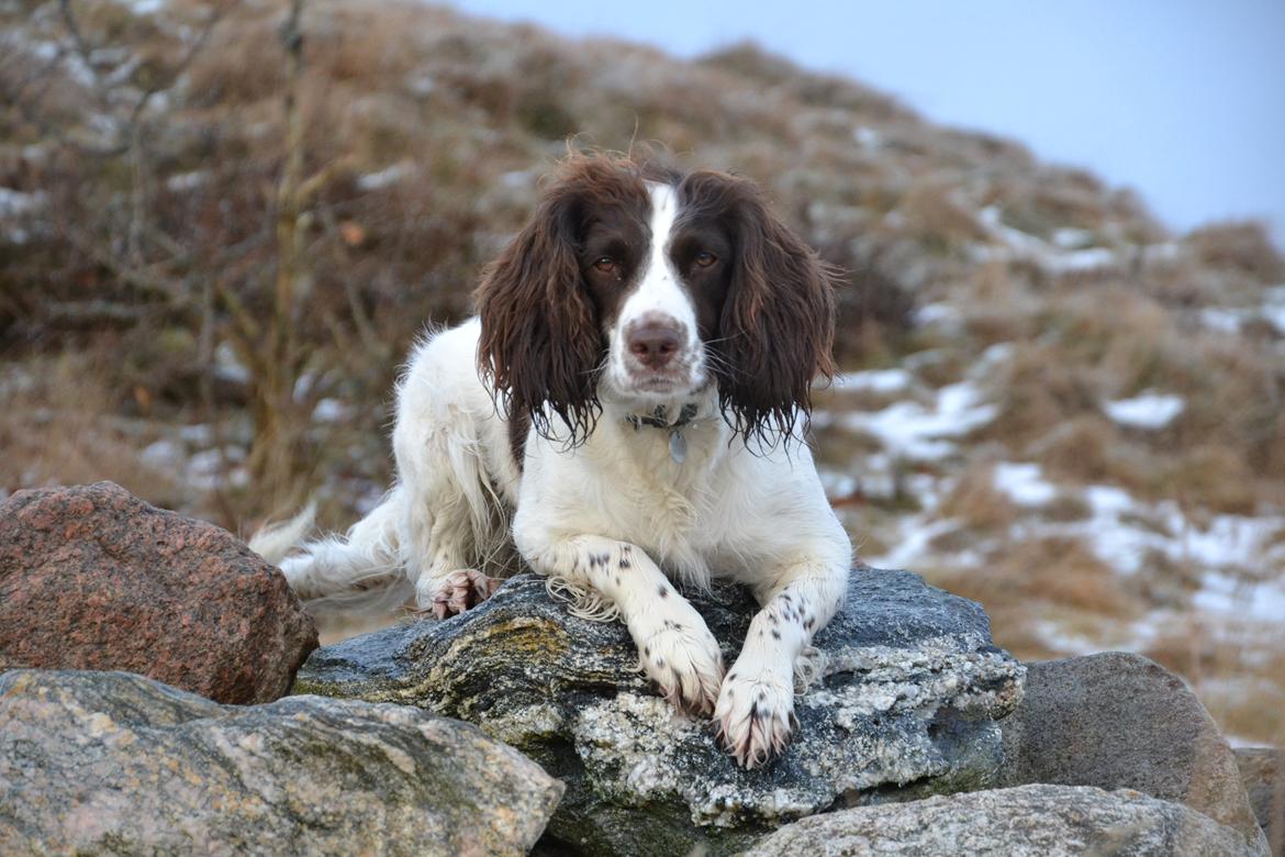 Engelsk springer spaniel Troja billede 8
