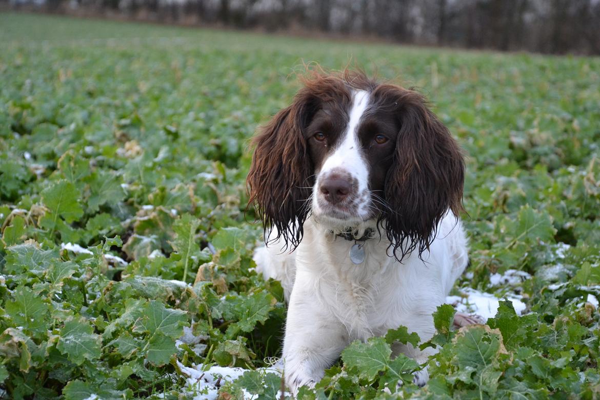 Engelsk springer spaniel Troja billede 19