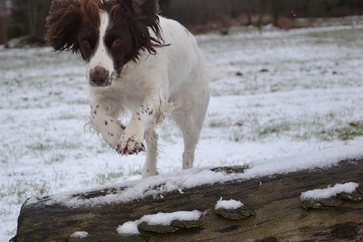 Engelsk springer spaniel Troja billede 12