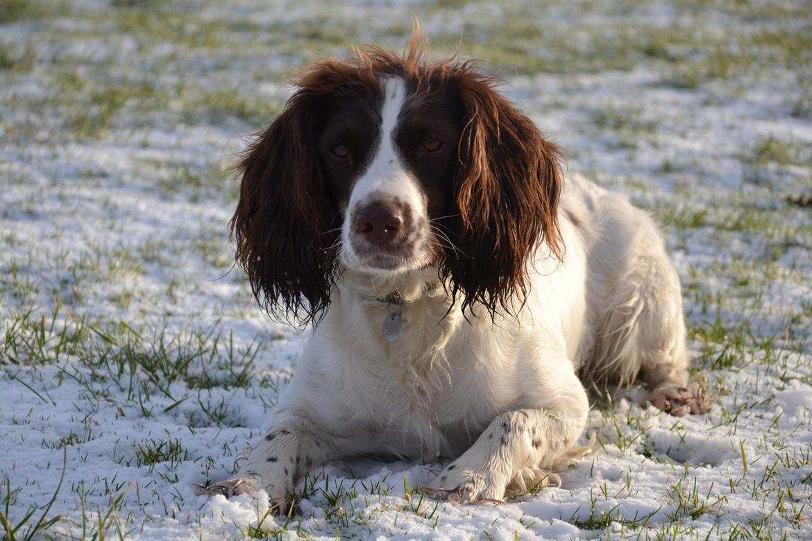 Engelsk springer spaniel Troja billede 2