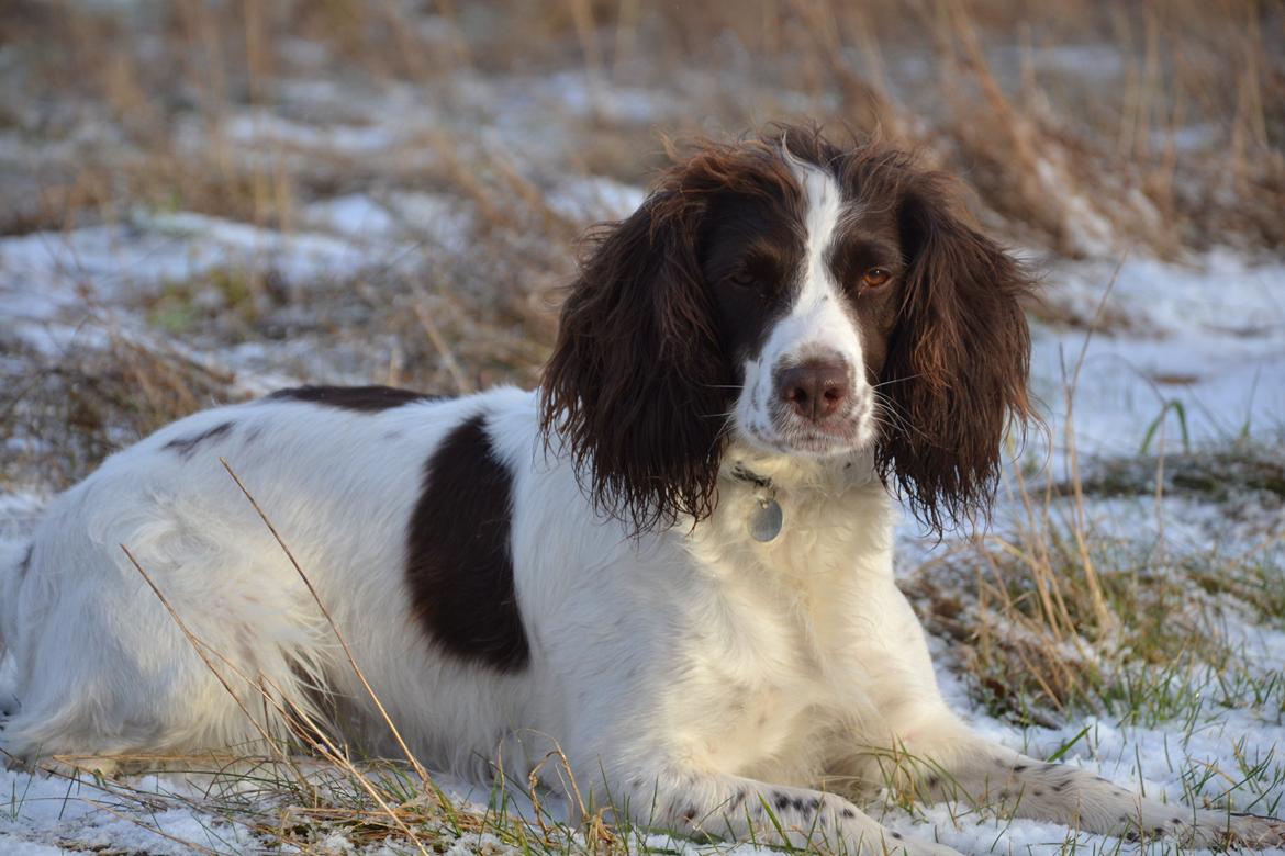 Engelsk springer spaniel Troja billede 14