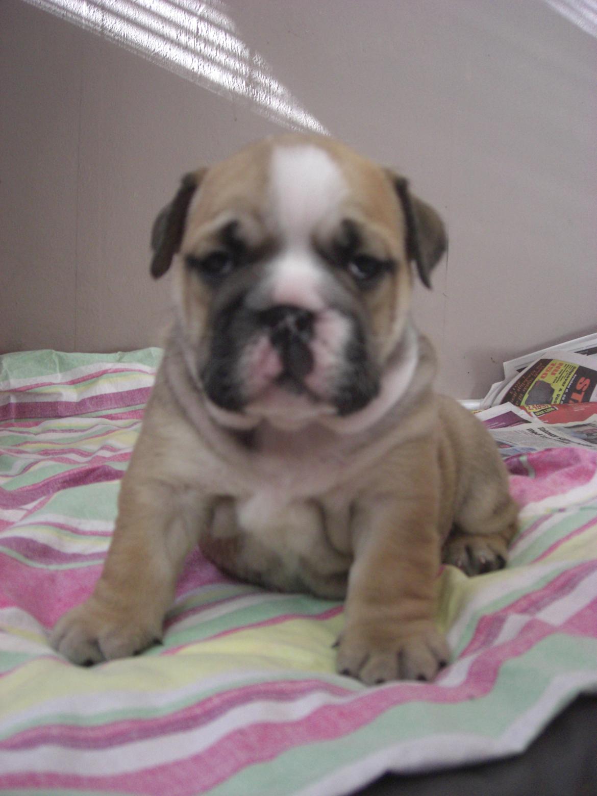 Engelsk bulldog Otto billede 19