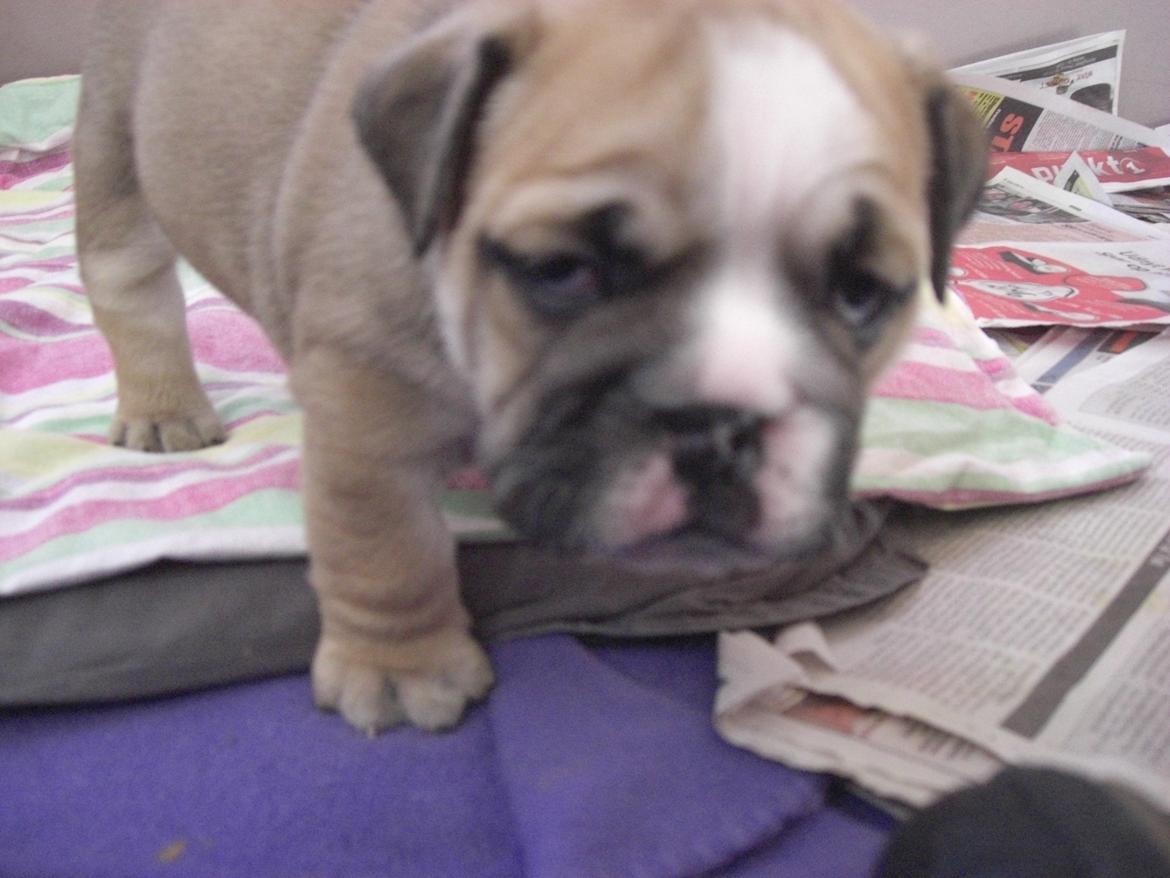 Engelsk bulldog Otto billede 20